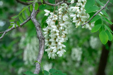 İlkbaharda beyaz robinia psödoacia çiçekleriyle çiçek açan dallar. Ormanda yeşil ağaç dallı sahte akasya aşısı. Yeşillik yapraklı siyah çekirge. Akasya ağacı.