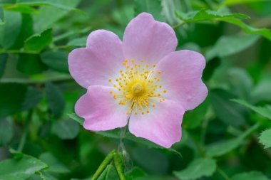 Gül ağacının pembe çiçekleri yabani çalıların dallarında çiçek açar. Parkta gül ağacının dikenli gülü bitkileri çiçek açar. Yabani gülün çiçek açan tıbbi bitkisi. Aromatik dal dogrose.