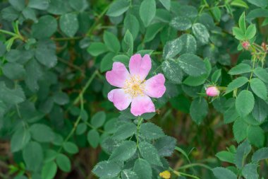 Gül ağacının pembe çiçekleri yabani çalıların dallarında çiçek açar. Parkta gül ağacının dikenli gülü bitkileri çiçek açar. Yabani gülün çiçek açan tıbbi bitkisi. Aromatik dal dogrose.