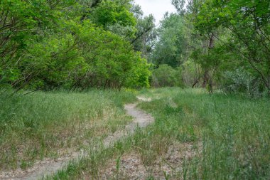 Ağaç gövdeleri ve yaprak döken ağaçların yolu. Sihirli doğal kemer ve patika. Ormandaki dallar tarafından şekillendirilmiş yeşil kemer yolu. Güzel ağaçlar tünelinde uzun bir patika..