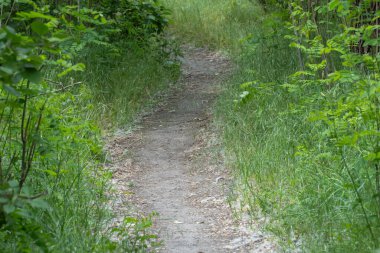Ağaç gövdeleri ve yaprak döken ağaçların yolu. Sihirli doğal kemer ve patika. Ormandaki dallar tarafından şekillendirilmiş yeşil kemer yolu. Güzel ağaçlar tünelinde uzun bir patika..