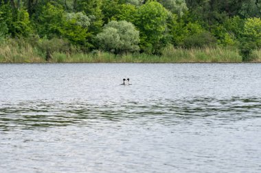 İlkbaharda nehirde iki yabani ibikli yunus balığı yüzer. Kadın ve erkek podiseps kristali. Vahşi doğada su kuşları. Bir çift büyük yunus..