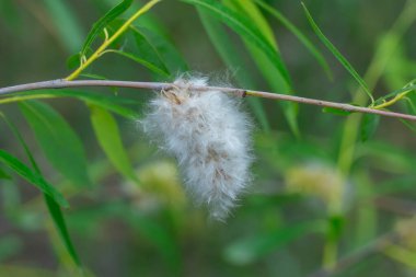 Spring ends and willow finished blossoms. Old fluffy catkins of pussy willow growth on branch with green leaves. Twig goat willow in late spring. Tree-like shrub branch salix caprea or rakita blooms.