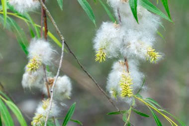 Spring ends and willow finished blossoms. Old fluffy catkins of pussy willow growth on branch with green leaves. Twig goat willow in late spring. Tree-like shrub branch salix caprea or rakita blooms.