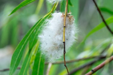 Spring ends and willow finished blossoms. Old fluffy catkins of pussy willow growth on branch with green leaves. Twig goat willow in late spring. Tree-like shrub branch salix caprea or rakita blooms.
