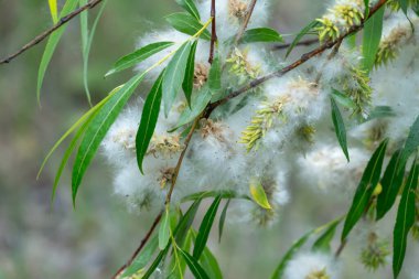Spring ends and willow finished blossoms. Old fluffy catkins of pussy willow growth on branch with green leaves. Twig goat willow in late spring. Tree-like shrub branch salix caprea or rakita blooms.