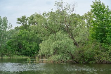 Doğal parktaki pitoresk nehirde bahar manzarası. Ağaçlar ve bitkiler yeşil nehir kıyılı su kenarları. Arka planda yemyeşil yapraklar ve sık ağaçlarla kaplı bir manzara. Doğadaki atmosferik su rezervi.