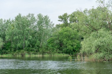 Doğal parktaki pitoresk nehirde bahar manzarası. Ağaçlar ve bitkiler yeşil nehir kıyılı su kenarları. Arka planda yemyeşil yapraklar ve sık ağaçlarla kaplı bir manzara. Doğadaki atmosferik su rezervi.