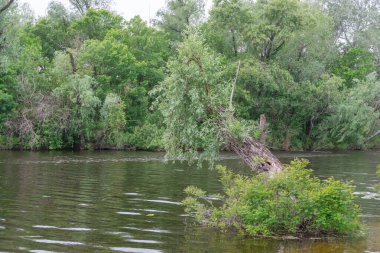 Doğal parktaki pitoresk nehirde bahar manzarası. Ağaçlar ve bitkiler yeşil nehir kıyılı su kenarları. Arka planda yemyeşil yapraklar ve sık ağaçlarla kaplı bir manzara. Doğadaki atmosferik su rezervi.