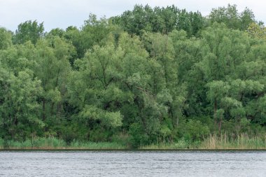 Doğal parktaki pitoresk nehirde bahar manzarası. Ağaçlar ve bitkiler yeşil nehir kıyılı su kenarları. Arka planda yemyeşil yapraklar ve sık ağaçlarla kaplı bir manzara. Doğadaki atmosferik su rezervi.