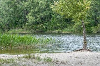 Doğal parktaki güzel nehir manzaralı kumsal. Ağaçlar ve bitkiler yeşil nehir kıyısında su kenarında. Suya yakın yemyeşil ve sık ağaçlı bir arazi. Yedek atmosfer.