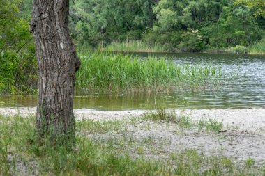 Doğal parktaki güzel nehir manzaralı kumsal. Ağaçlar ve bitkiler yeşil nehir kıyısında su kenarında. Suya yakın yemyeşil ve sık ağaçlı bir arazi. Yedek atmosfer.