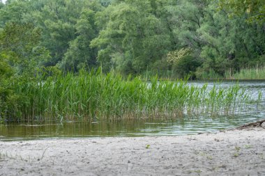 Doğal parktaki pitoresk nehir üzerinde bahar manzaralı yeşil sazlıklar. Ağaçlar ve bitkiler yeşil nehir kıyısında su kenarında. Suya yakın yemyeşil ve sık ağaçlı bir arazi. Yedek atmosfer.