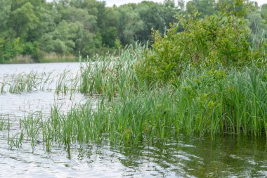 Doğal parktaki pitoresk nehir üzerinde bahar manzaralı yeşil sazlıklar. Ağaçlar ve bitkiler yeşil nehir kıyısında su kenarında. Suya yakın yemyeşil ve sık ağaçlı bir arazi. Yedek atmosfer.