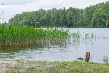 Doğal parktaki pitoresk nehir üzerinde bahar manzaralı yeşil sazlıklar. Ağaçlar ve bitkiler yeşil nehir kıyısında su kenarında. Suya yakın yemyeşil ve sık ağaçlı bir arazi. Yedek atmosfer.