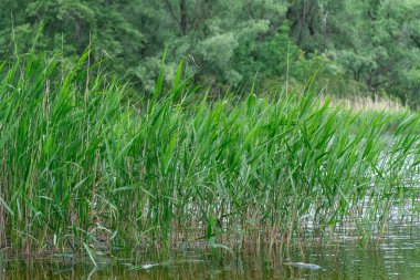 Doğal parktaki pitoresk nehir üzerinde bahar manzaralı yeşil sazlıklar. Ağaçlar ve bitkiler yeşil nehir kıyısında su kenarında. Suya yakın yemyeşil ve sık ağaçlı bir arazi. Yedek atmosfer.
