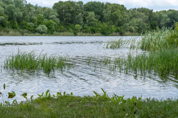 Doğal parktaki pitoresk nehir üzerinde bahar manzaralı yeşil sazlıklar. Ağaçlar ve bitkiler yeşil nehir kıyısında su kenarında. Suya yakın yemyeşil ve sık ağaçlı bir arazi. Yedek atmosfer.