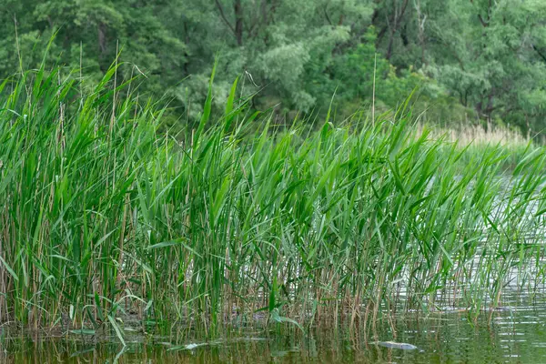 Doğal parktaki pitoresk nehir üzerinde bahar manzaralı yeşil sazlıklar. Ağaçlar ve bitkiler yeşil nehir kıyısında su kenarında. Suya yakın yemyeşil ve sık ağaçlı bir arazi. Yedek atmosfer.