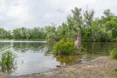 Doğal parktaki güzel nehir manzaralı kumsal. Ağaçlar ve bitkiler yeşil nehir kıyısında su kenarında. Suya yakın yemyeşil ve sık ağaçlı bir arazi. Yedek atmosfer.