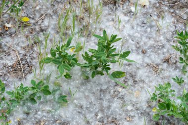 Beyaz kavak kabarıklığı Dünya 'ya yakın çekim. Yeşil çimenlikteki pamuk ağacı tohumları. Populus oksijen salıyor ve tüyleriyle havayı tozdan temizliyor. Sezon alerjisi konsepti. Kavak türünün mistik karı.