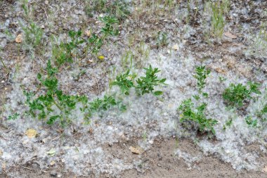 Beyaz kavak kabarıklığı Dünya 'ya yakın çekim. Yeşil çimenlikteki pamuk ağacı tohumları. Populus oksijen salıyor ve tüyleriyle havayı tozdan temizliyor. Sezon alerjisi konsepti. Kavak türünün mistik karı.