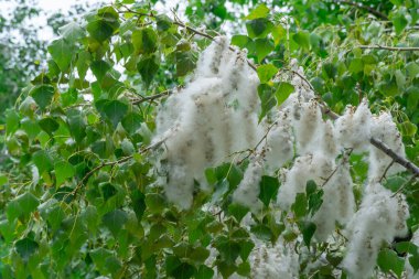 Dalların üzerinde beyaz kavak tüyü yığını. Yeşil yapraklı pamuk ağaçlarının tohumlarını aç. Populus oksijeni serbest bırakır ve havayı tozdan temizler. Sezon alerjisi konsepti. Mistik bitki karı.