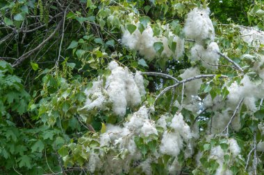 Dalların üzerinde beyaz kavak tüyü yığını. Yeşil yapraklı pamuk ağaçlarının tohumlarını aç. Populus oksijeni serbest bırakır ve havayı tozdan temizler. Sezon alerjisi konsepti. Mistik bitki karı.