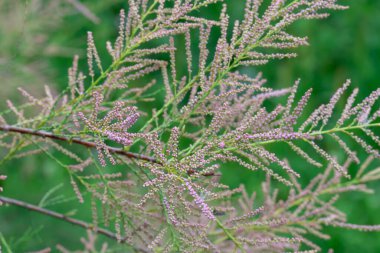 Doğa parkında açan çalı tamarisk 'in pembesi çiçekleri. Tamarix chinensis çiçek açar ya da beş vestamen tamarisk. Yaz başında ya da ilkbaharın sonunda tuzlu su dalları açardı. Dekoratif bitki.