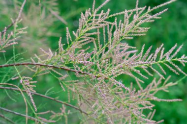 Doğa parkında açan çalı tamarisk 'in pembesi çiçekleri. Tamarix chinensis çiçek açar ya da beş vestamen tamarisk. Yaz başında ya da ilkbaharın sonunda tuzlu su dalları açardı. Dekoratif bitki.
