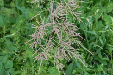 Doğa parkında açan çalı tamarisk 'in pembesi çiçekleri. Tamarix chinensis çiçek açar ya da beş vestamen tamarisk. Yaz başında ya da ilkbaharın sonunda tuzlu su dalları açardı. Dekoratif bitki.