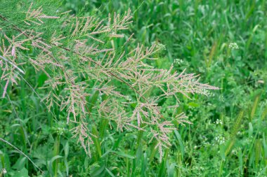 Doğa parkında açan çalı tamarisk 'in pembesi çiçekleri. Tamarix chinensis çiçek açar ya da beş vestamen tamarisk. Yaz başında ya da ilkbaharın sonunda tuzlu su dalları açardı. Dekoratif bitki.