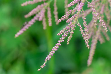 Doğa parkında açan çalı tamarisk 'in pembesi çiçekleri. Tamarix chinensis çiçek açar ya da beş vestamen tamarisk. Yaz başında ya da ilkbaharın sonunda tuzlu su dalları açardı. Dekoratif bitki.