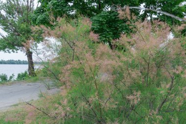 Doğa parkında açan çalı tamarisk 'in pembesi çiçekleri. Tamarix chinensis çiçek açar ya da beş vestamen tamarisk. Yaz başında ya da ilkbaharın sonunda tuzlu su dalları açardı. Dekoratif bitki.