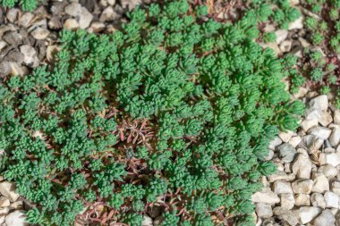 Süs bahçesinde yetişen küçük yeşil İspanyol sedum. Parkın manzarasında çimenlik çimenlik bitki örtüsü. Sedum hispanicum crassulaceae ailesinin doğal güzellik geçmişi. İlaç fabrikası..