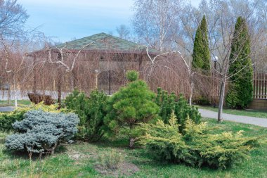 Balkon ve kozalaklı kozalaklı bir bahar parkı tasarla. Gezmek ve yeşil bitkilerle kutlama yapmak için açık hava mimarisi. Piknik alanı ya da olay yeri olan doğa manzarası. Peyzaj bahçesi tasarımı.