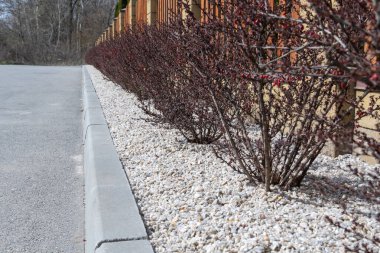 Beyaz taş ve böğürtlenli yol boyunca bahçe sınırı. Berberiler şehir parkında çakıl ve kiremit döşeli kaldırımların arasında sıra sıra dikildi..