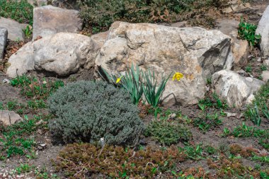 Manzara tasarımında doğal taş uygulaması. Bahçedeki taş patikada çalılar, ağaçlar, çiçekler. Bahçe işlerinde manikürlü güzel bitkiler. Kamu parkındaki dış manzaraya bak. Örnek tasarımcılar.