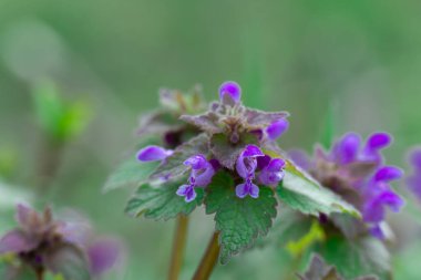 Çiçekli, mor lamium çiçekli çayırda. Yaklaş. Yıllık veya iki yıllık bitkilerin ölü ısırgan otu türleri lamiaceae familyasından. İlkbaharda lamium purpureum çiçekleri büyür. Bitkisel ilaçlar.