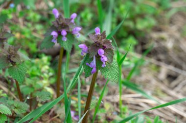 Çiçekli, mor lamium çiçekli çayırda. Yaklaş. Yıllık veya iki yıllık bitkilerin ölü ısırgan otu türleri lamiaceae familyasından. İlkbaharda lamium purpureum çiçekleri büyür. Bitkisel ilaçlar.