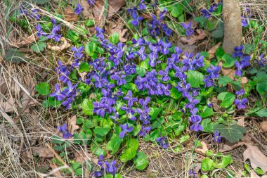 İlkbaharda ormanlık alanda küçük bir menekşe çiçeği açar. İlkbahar mevsiminde çiçek açan ve kokan bir aile kokulu viyola çiçeği. Çetin otçul uzun ömürlü büyüme vahşi bir nonoştur..
