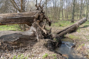 Bahar ormanlarında akan küçük şeffaf nehir. Yeşil bitkilerin arasından akan temiz akarsu. Baharda su sıçrıyor. Taze suyla birlikte hızlı akarsu. Islak zemin yüzeyi ve temiz dere.