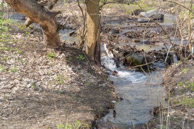Bahar ormanlarında akan küçük şeffaf nehir. Yeşil bitkilerin arasından akan temiz akarsu. Baharda su sıçrıyor. Taze suyla birlikte hızlı akarsu. Islak zemin yüzeyi ve temiz dere.