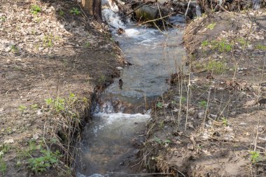 Bahar ormanlarında akan küçük şeffaf nehir. Yeşil bitkilerin arasından akan temiz akarsu. Baharda su sıçrıyor. Taze suyla birlikte hızlı akarsu. Islak zemin yüzeyi ve temiz dere.