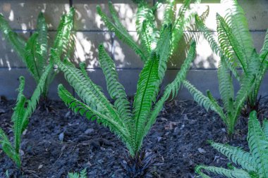 Bahçeye ekilmiş yeşil eğreltiotu nephrolepis exaltata tohumu. Tek kişilik aile lomariopsidaceae 'de bol yapraklı Boston ya da kılıç eğreltiotu. Ruffles bitki ailesi nephrolepidaceae yetiştirilmiştir..