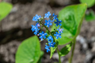 Mavi beni unutun baharda açan çiçekleri unutmayın. Myosotis sylvatica 'nın yabani çiçekleri veya fare kulakları aile boraginaceae' si. 10 Kasım 'da Ulusal Unutulmayan Gün bayramında sembol hafızası