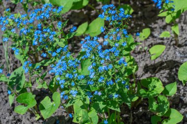 Mavi beni unutun baharda açan çiçekleri unutmayın. Myosotis sylvatica 'nın yabani çiçekleri veya fare kulakları aile boraginaceae' si. 10 Kasım 'da Ulusal Unutulmayan Gün bayramında sembol hafızası