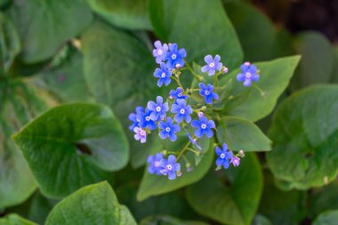 Mavi beni unutun baharda açan çiçekleri unutmayın. Myosotis sylvatica 'nın yabani çiçekleri veya fare kulakları aile boraginaceae' si. 10 Kasım 'da Ulusal Unutulmayan Gün bayramında sembol hafızası