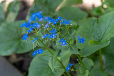 Mavi beni unutun baharda açan çiçekleri unutmayın. Myosotis sylvatica 'nın yabani çiçekleri veya fare kulakları aile boraginaceae' si. 10 Kasım 'da Ulusal Unutulmayan Gün bayramında sembol hafızası
