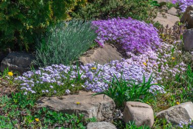 Kaya bahçesinde pembe ve menekşe çiçekleri. Peyzaj tasarımı için sürünen yosun ve doğa taşı. Zemini kaplayan parlak, güzel çiçek. Doğada halı phlox subulata büyüt.