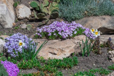 Kaya bahçesinde pembe ve menekşe çiçekleri. Peyzaj tasarımı için sürünen yosun ve doğa taşı. Zemini kaplayan parlak, güzel çiçek. Doğada halı phlox subulata büyüt.